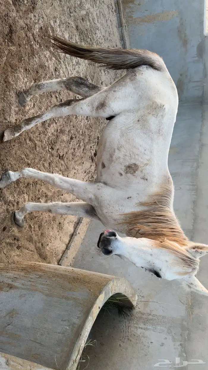 حصان عربي اصيل 1