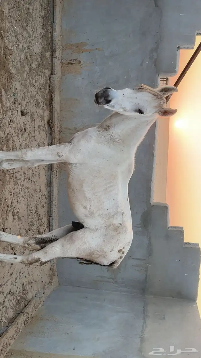 حصان عربي اصيل 0
