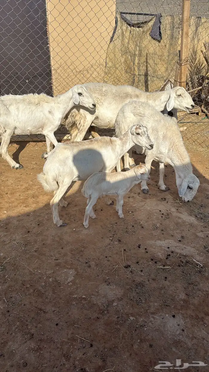 رفيده متبع 3