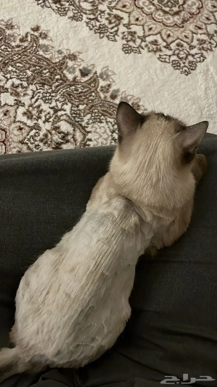 قطة هيمالايا للتبني 1