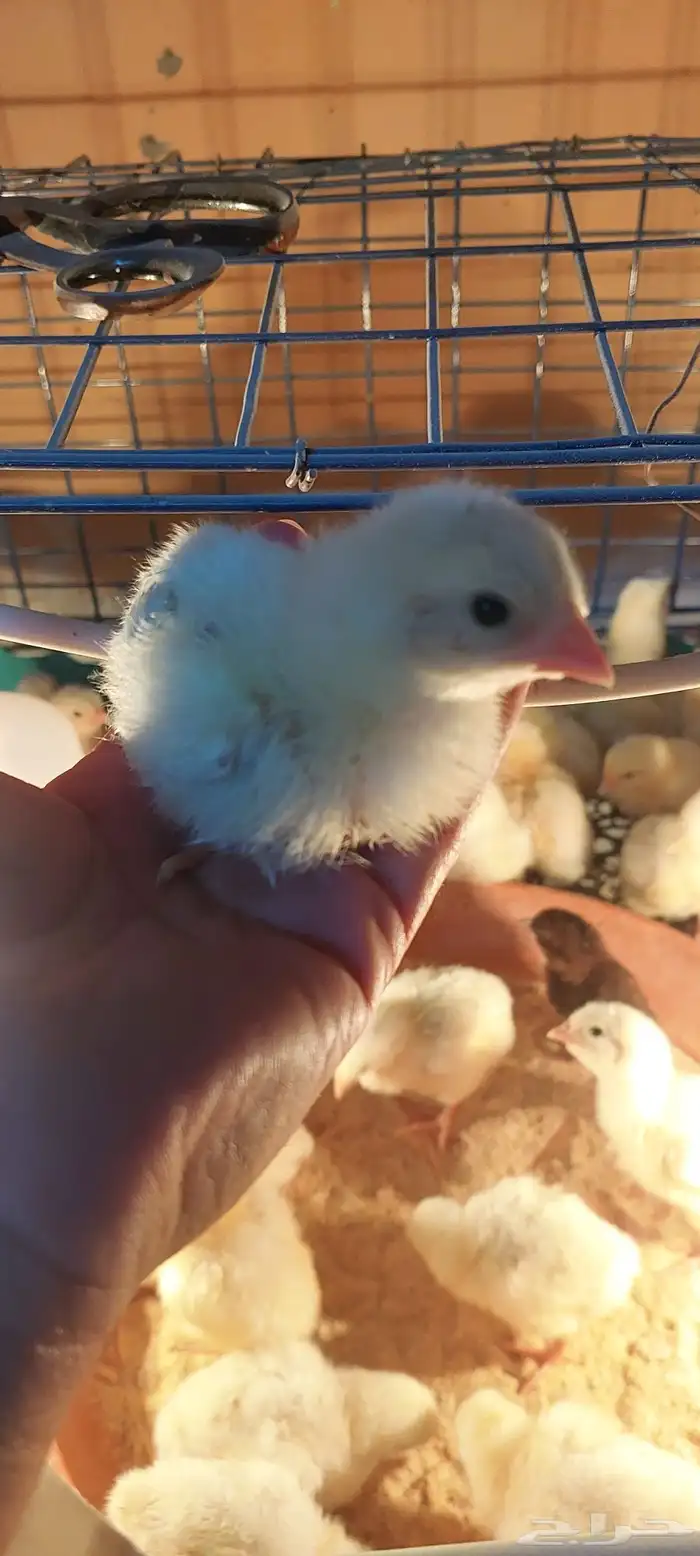 صوص دجاج لاحم 1