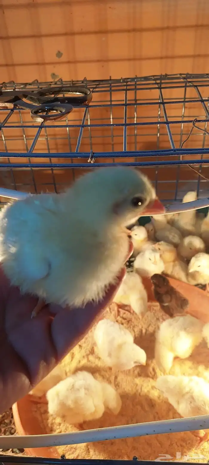 صوص دجاج لاحم 0