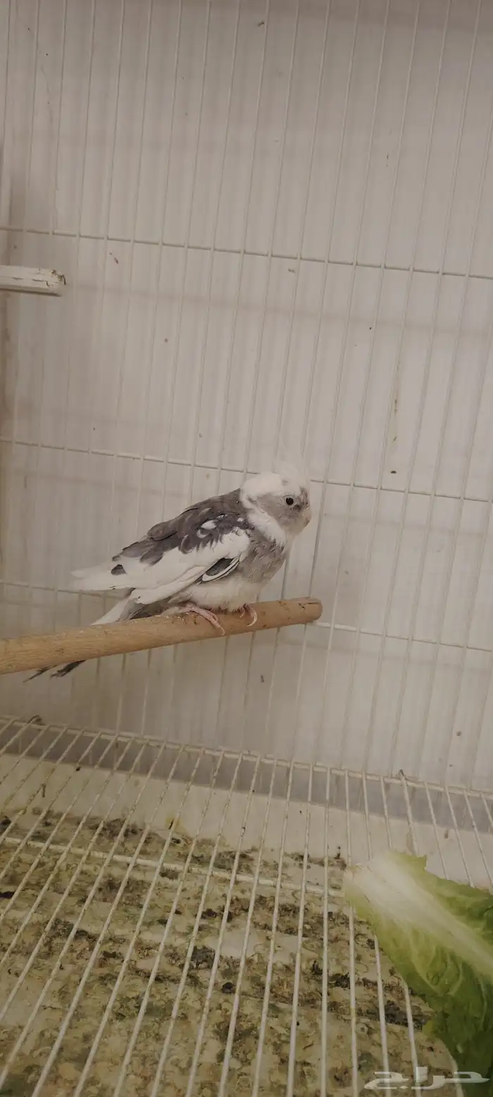 أنثى كروان 0