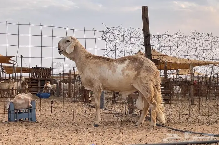 مشروع فحل سواكني درماني صنف 2