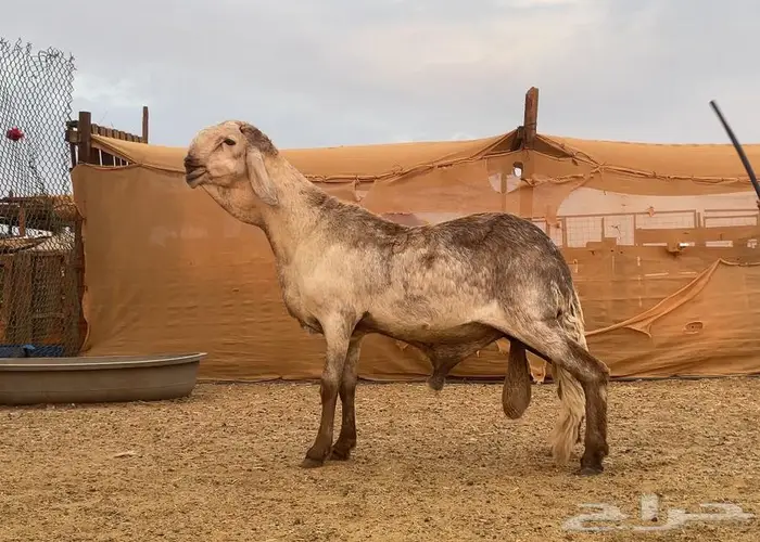 مشروع فحل سواكني درماني صنف 1