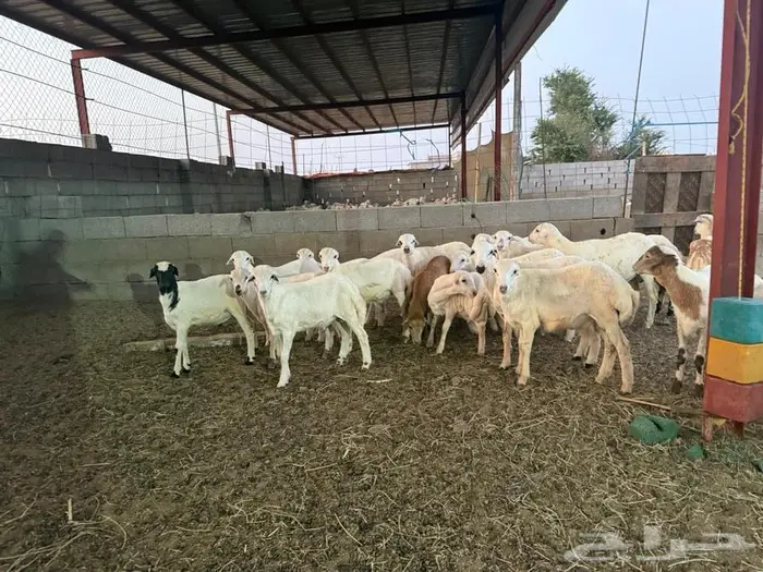 خرفان تربية للبيع 5