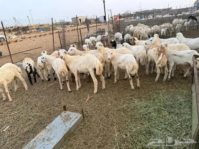 خرفان تربية للبيع 6