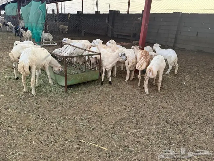 خرفان تربية للبيع 7