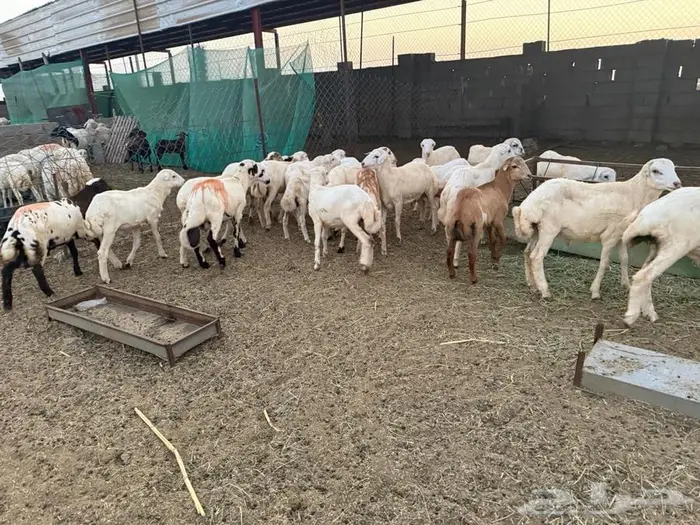 خرفان تربية للبيع 8