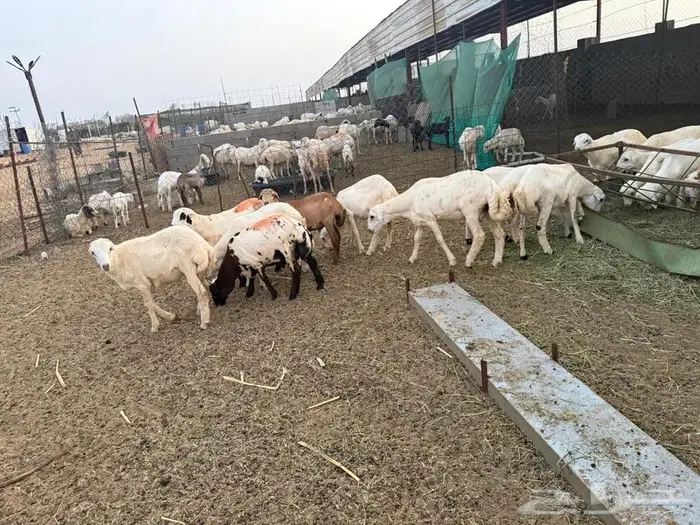 خرفان تربية للبيع 4