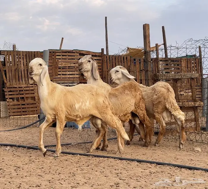 مشروع فحل سواكني درماني صنف 0