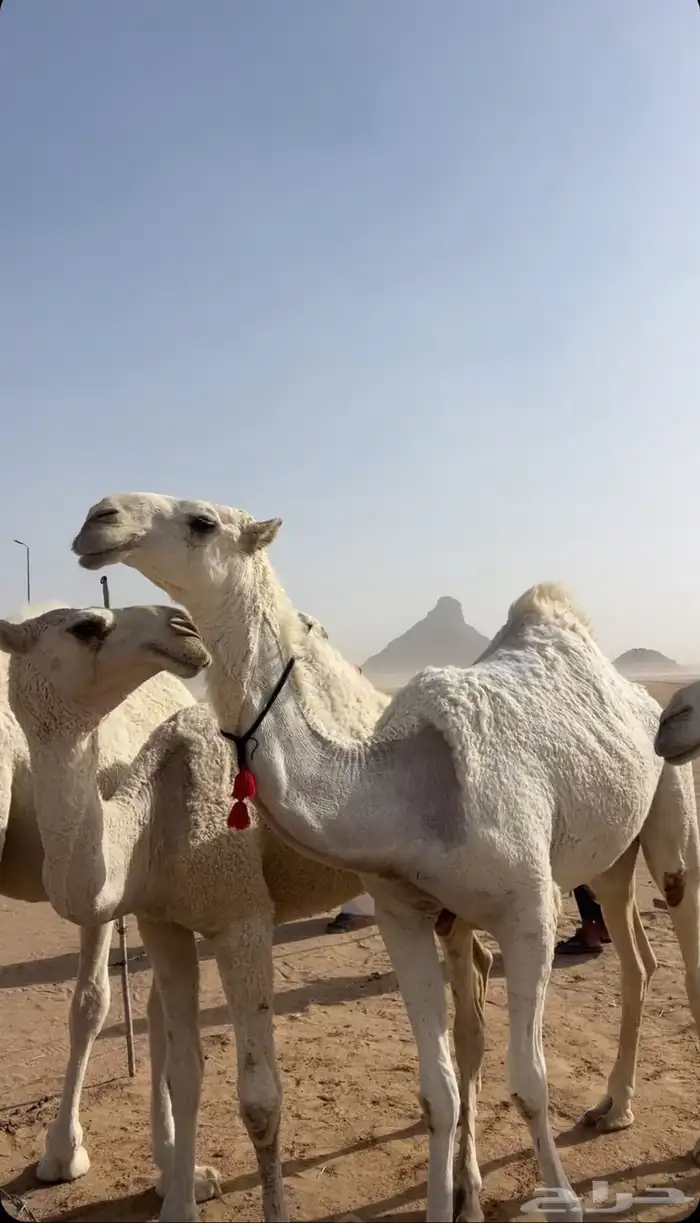 بكره باتليه مزيونه حقه تدخل فى اللقى بنص رمضان الجاي 1