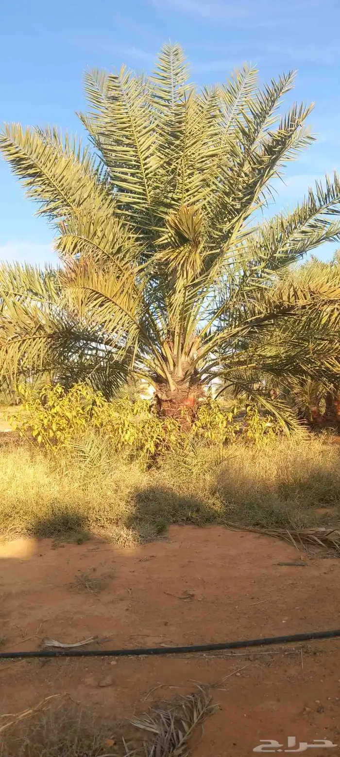 المطلوب مزرعة للجار 0