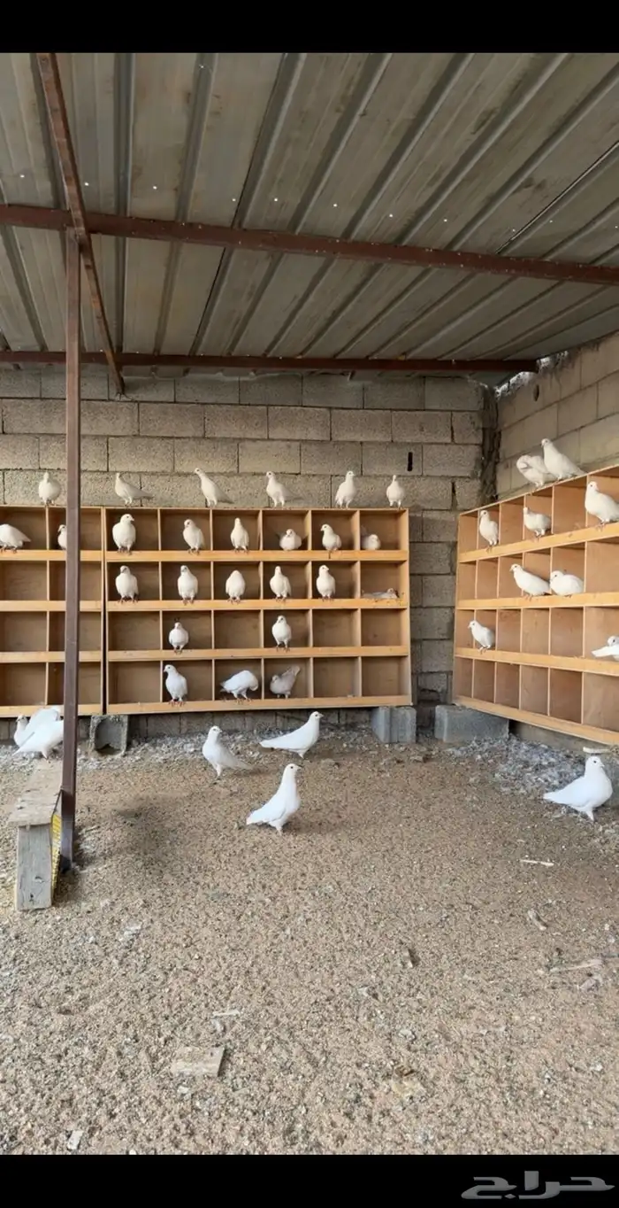 حمام فرنسي 0