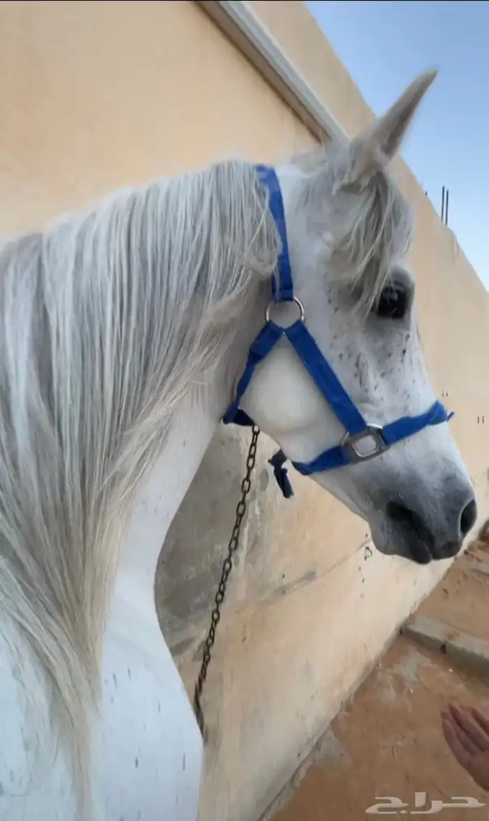 حصان شعبي شيخ. منوة القاني. سومه 6 لاف وفرق السوم نبيع 2