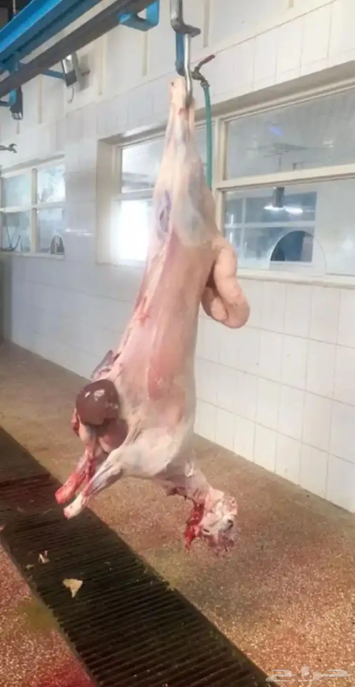 ذبايح الشرقيه 4