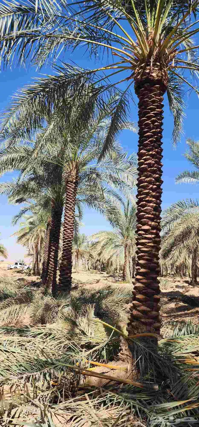 نقابل عربي الطول 4 إلى 7 متر 1