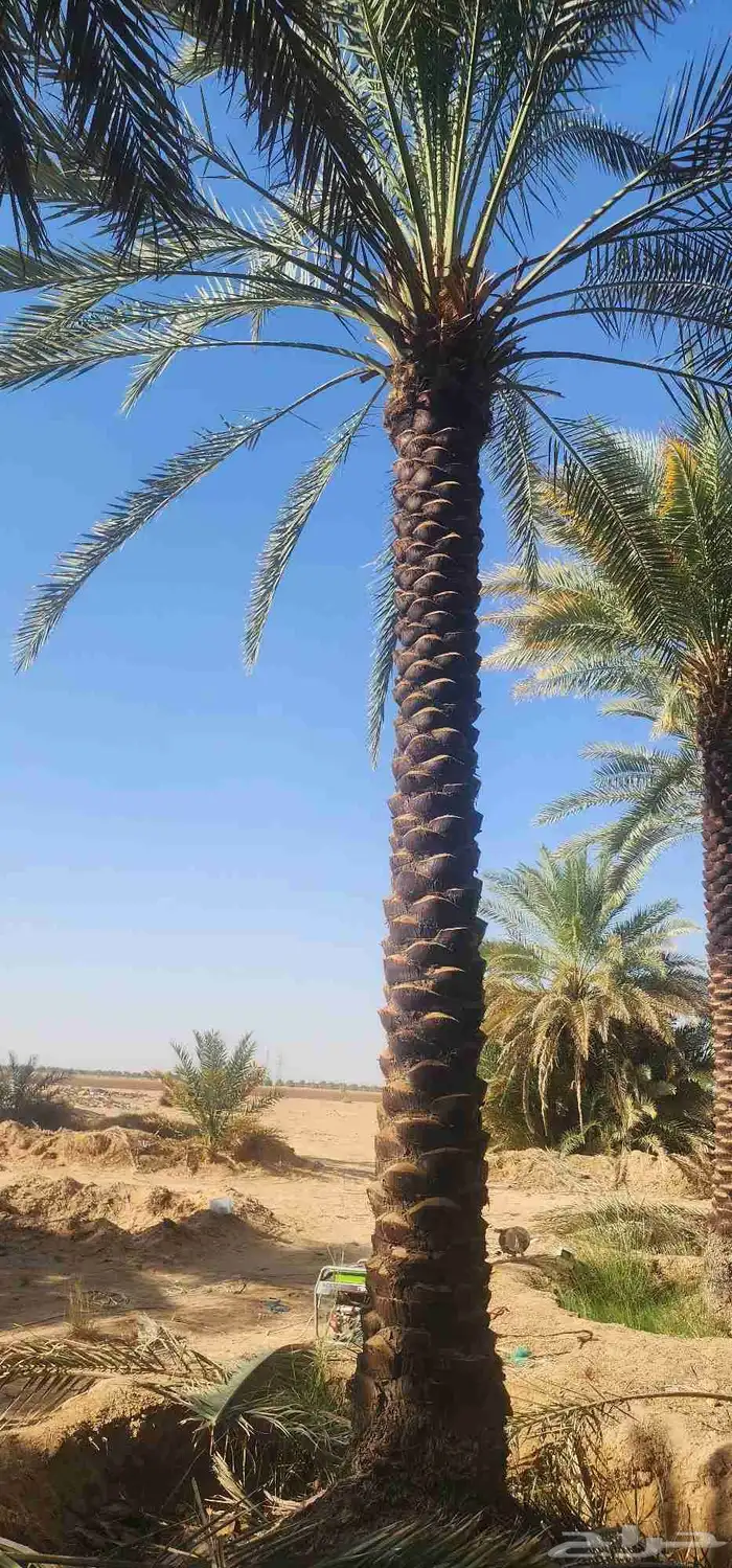 نقابل عربي الطول 4 إلى 7 متر 2