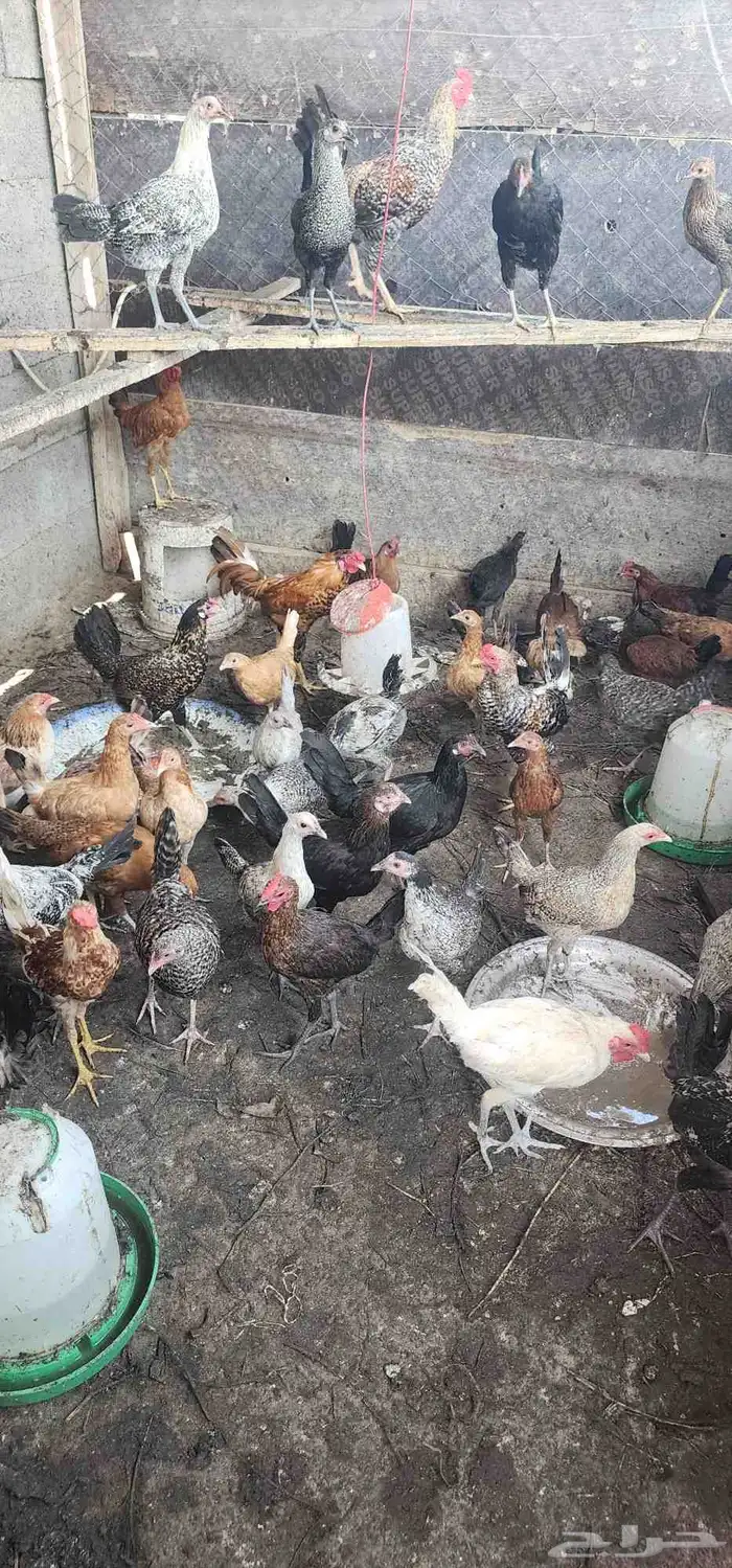 دجاج بلدي وفيومي للبيع عمر 5شهور 1