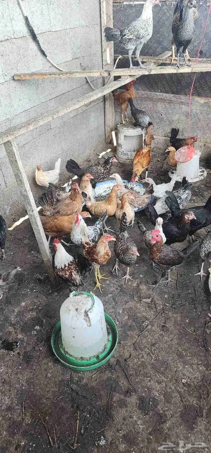 دجاج بلدي وفيومي للبيع عمر 5شهور 2