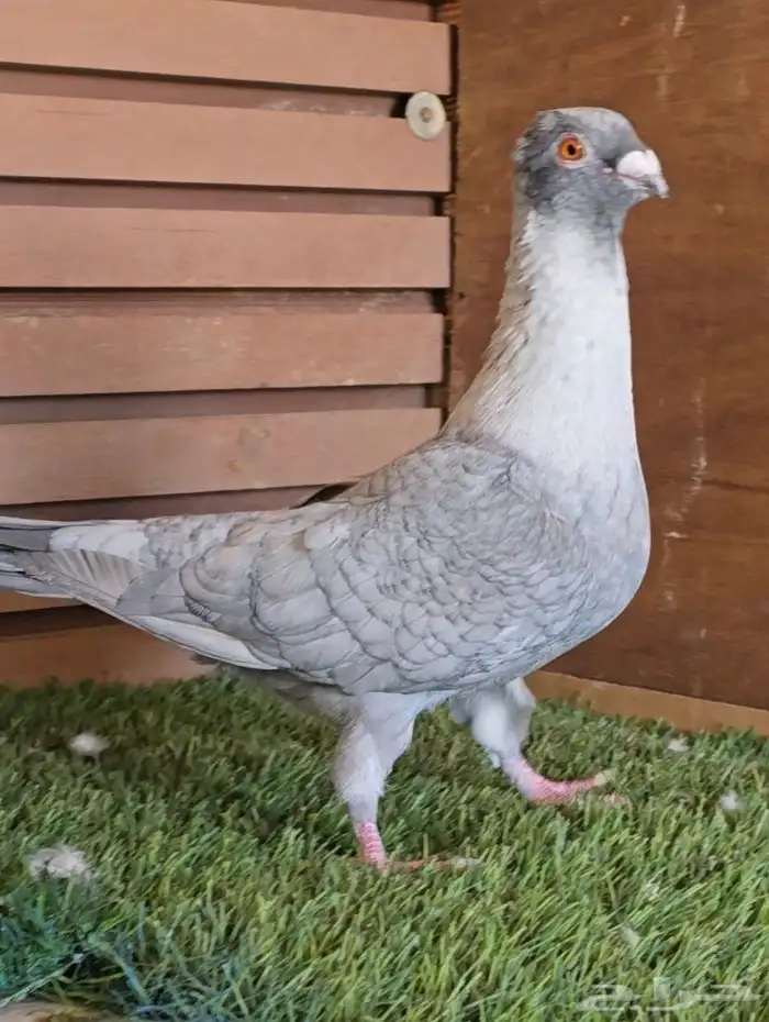 جوز قرقاطي شامي خشن 5