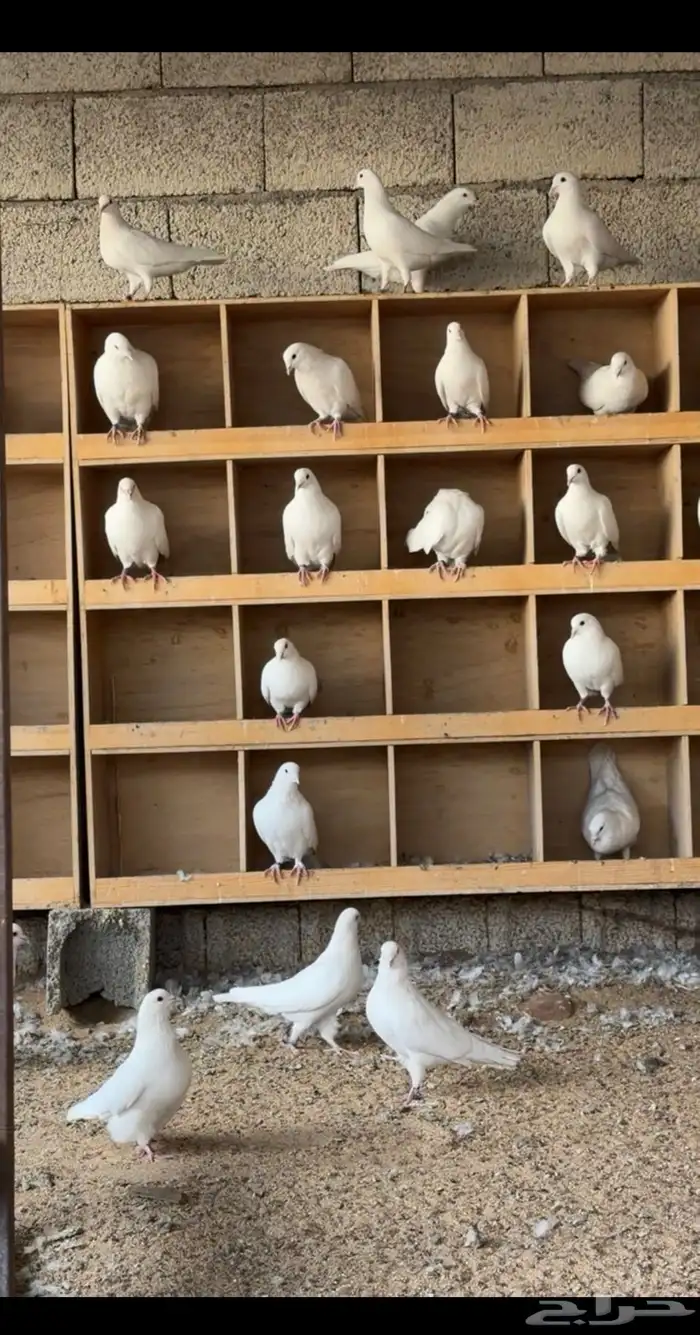 حمام فرنسي 1