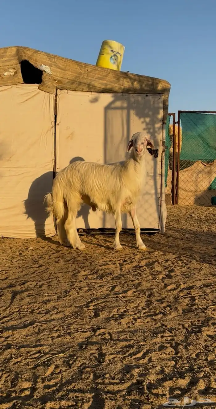 تم البيع تم البيع تم البيع مشروع فحل اصفر ابرص 0