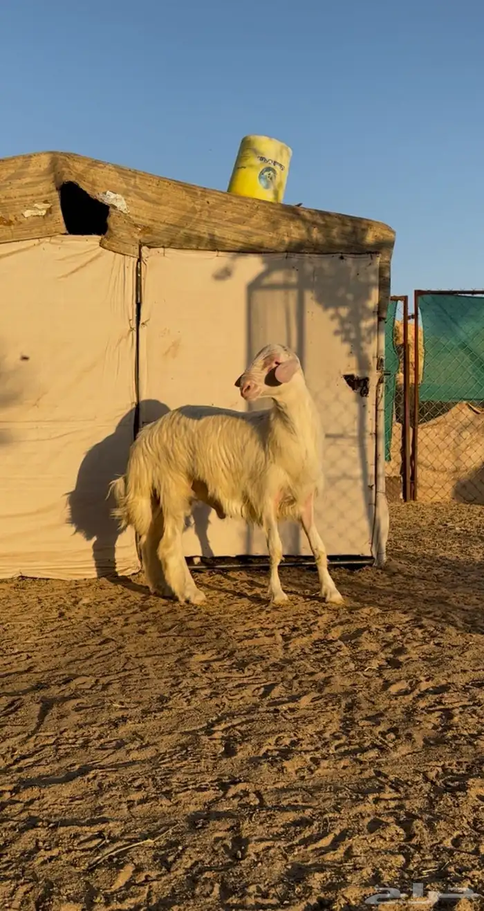 تم البيع تم البيع تم البيع مشروع فحل اصفر ابرص 1