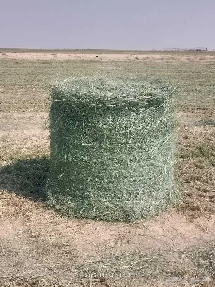 مطلوب مستثمر في مشروع أعلاف 0