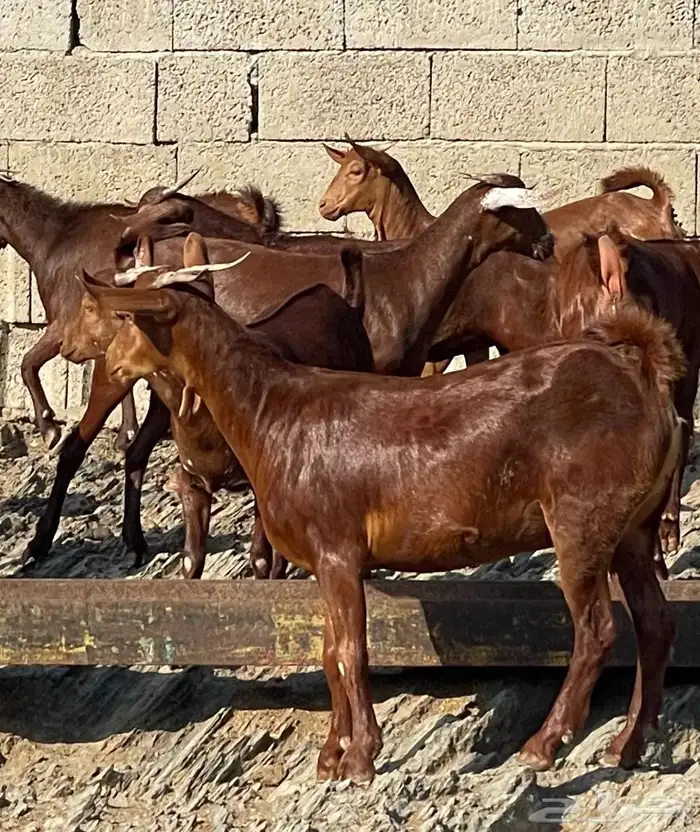 معزا دهم صنف الصنف ماشاء الله تم البيييع 20