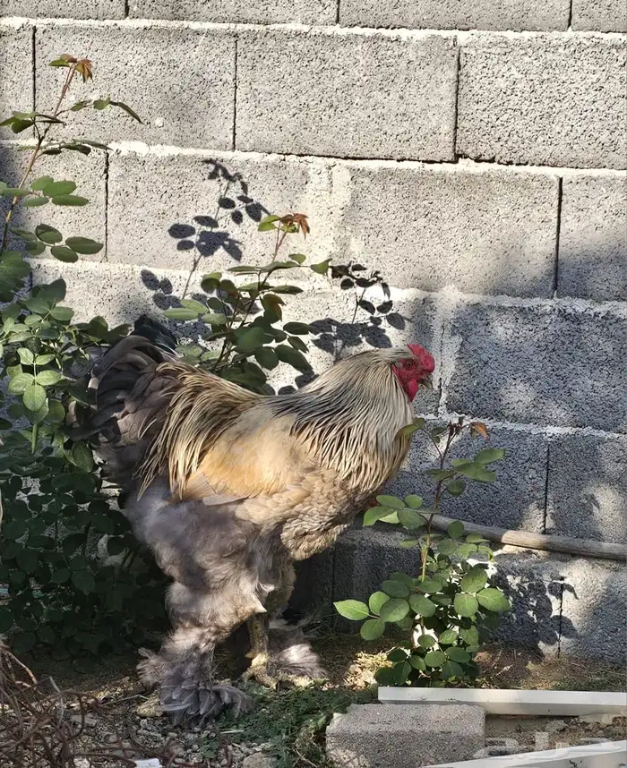 دجاج براهما 1