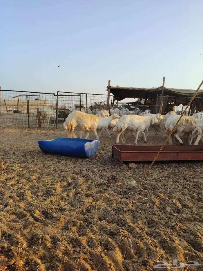 ضان جنب ماشاء الله 7