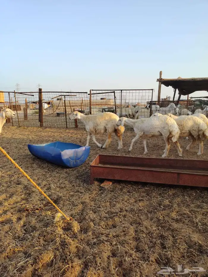 ضان جنب ماشاء الله 8