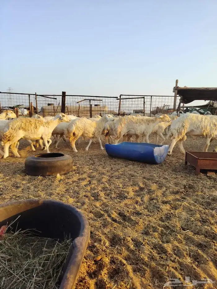 ضان جنب ماشاء الله 6