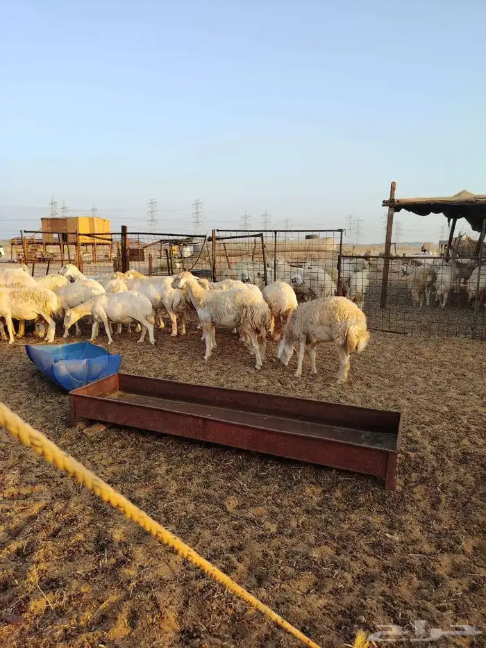 ضان جنب ماشاء الله 5