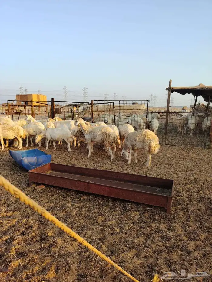 ضان جنب ماشاء الله 2