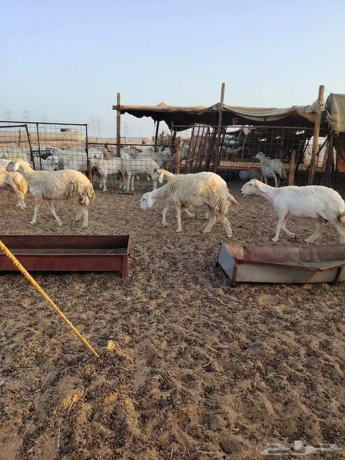 ضان جنب ماشاء الله 1