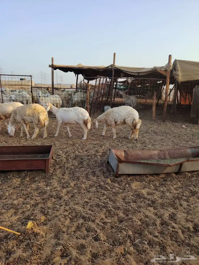 ضان جنب ماشاء الله 0