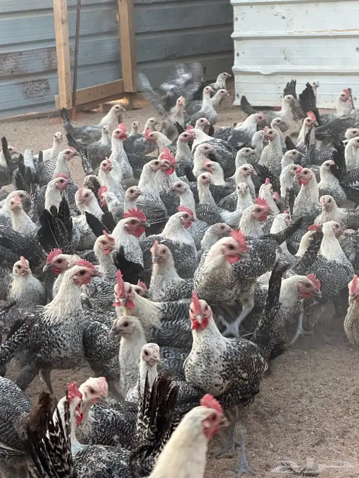 دجاج فيومي شبابي بشاير توب التوب 1