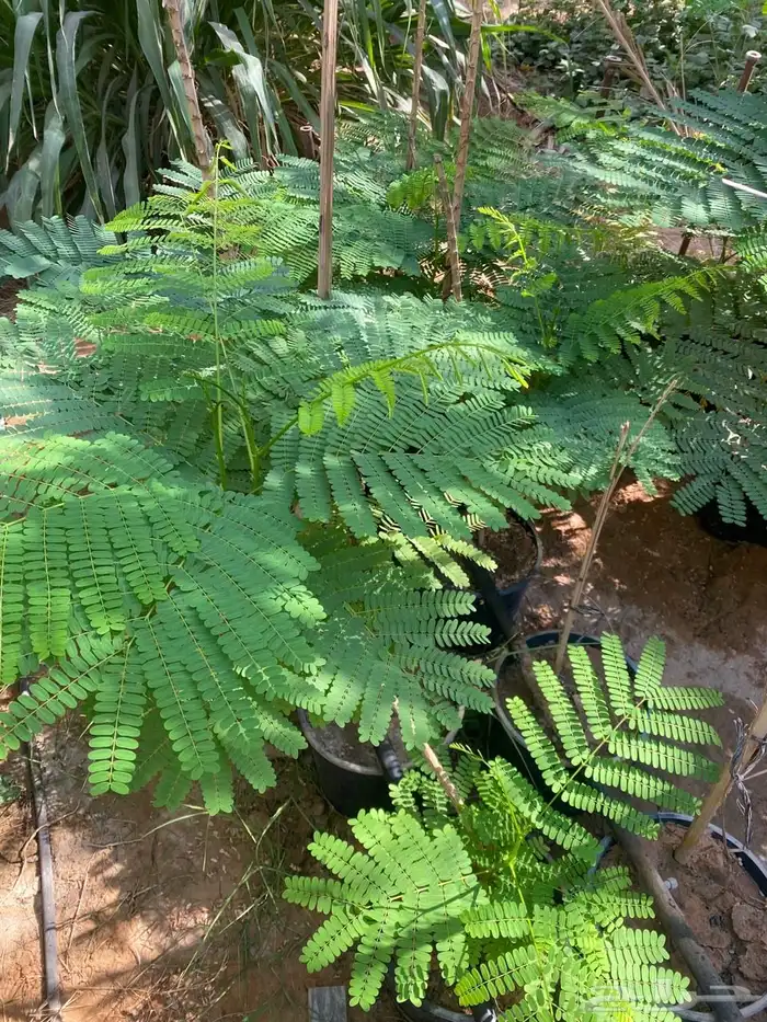 شتلات واشجار خدمة توصيل الرياض والخرج 10