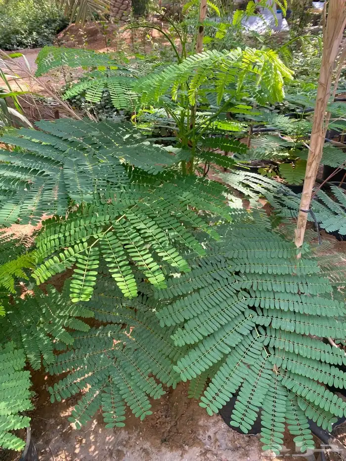 شتلات واشجار خدمة توصيل الرياض والخرج 12