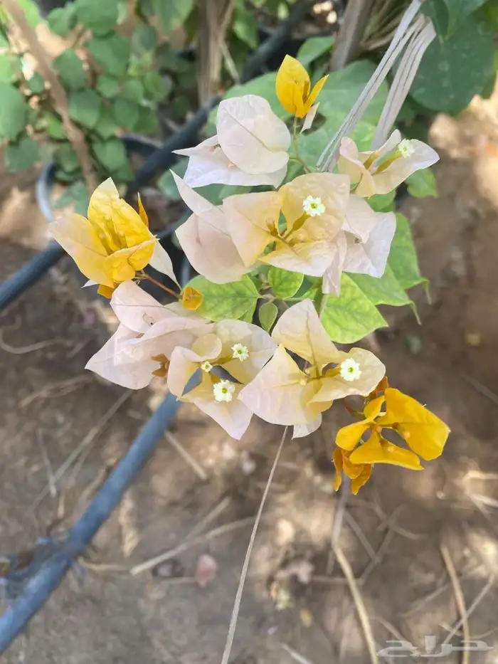 شتلات واشجار خدمة توصيل الرياض والخرج 7