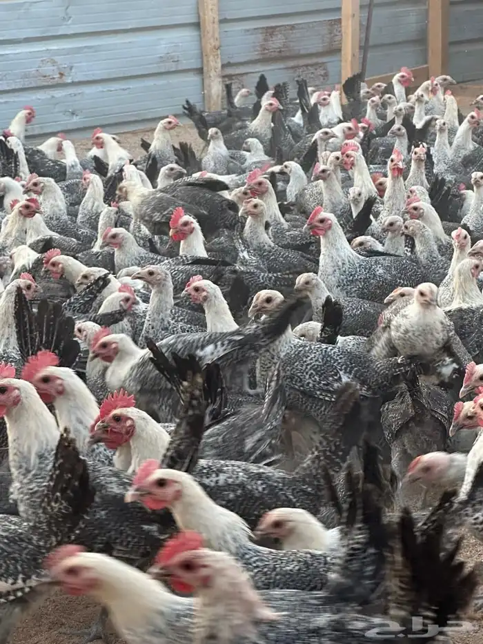 دجاج فيومي شبابي بشاير توب التوب 3