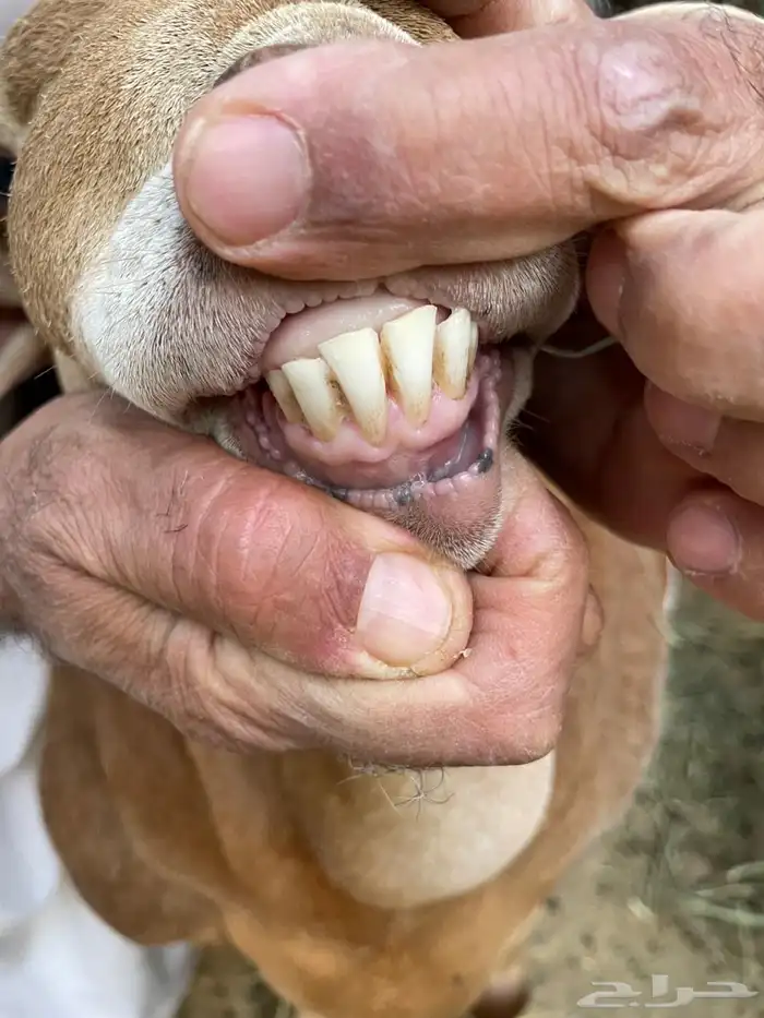 فحل بربري مطور بيرشن احمر 2