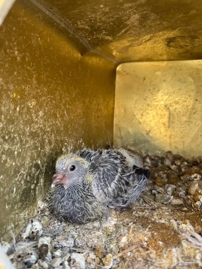 حمام صك أسود بإنتاجه 2