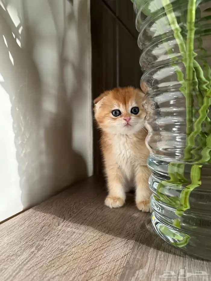 قطط سكواتش قولد بيور 3