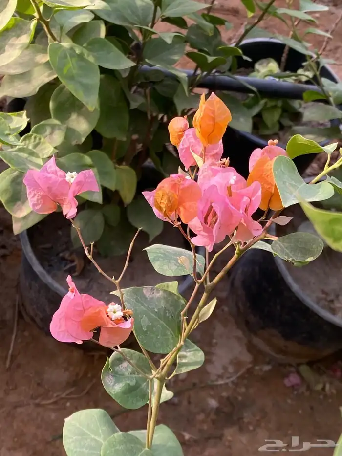 شتلات واشجار خدمة توصيل الرياض والخرج 16