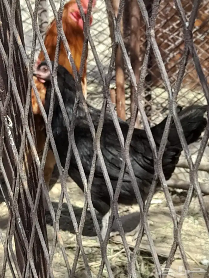 ديك وا دجاجه الدجاجه عليه 3 بيضات توه تبيض وديك بلدي 3