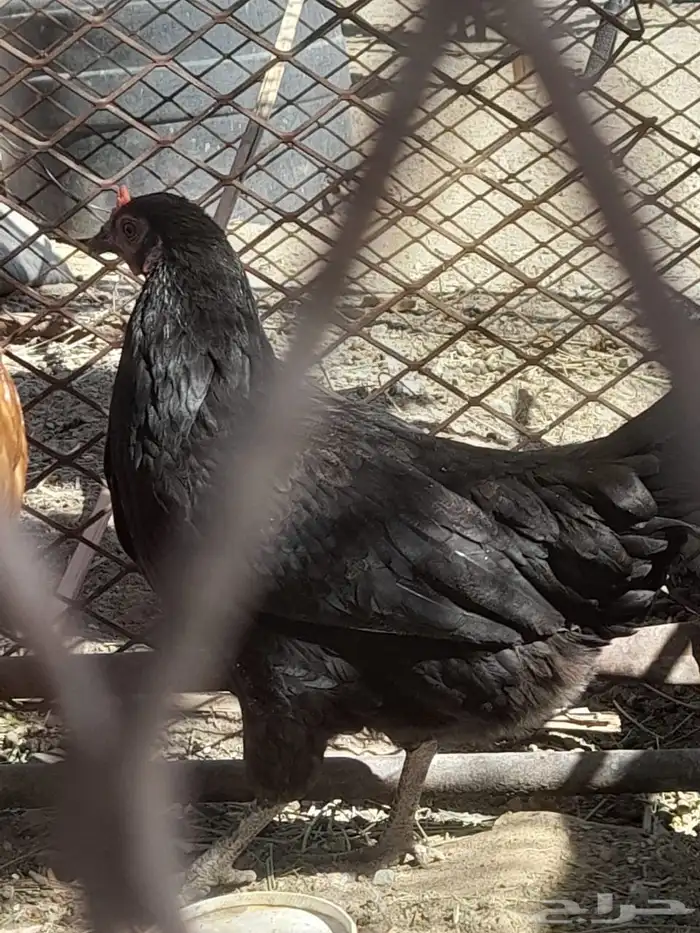 ديك وا دجاجه الدجاجه عليه 3 بيضات توه تبيض وديك بلدي 0