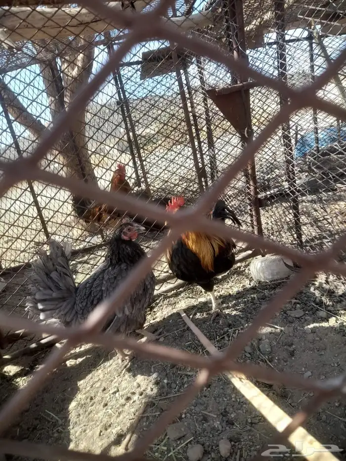 ديك وا دجاجه الدجاجه عليه 3 بيضات توه تبيض وديك بلدي 2